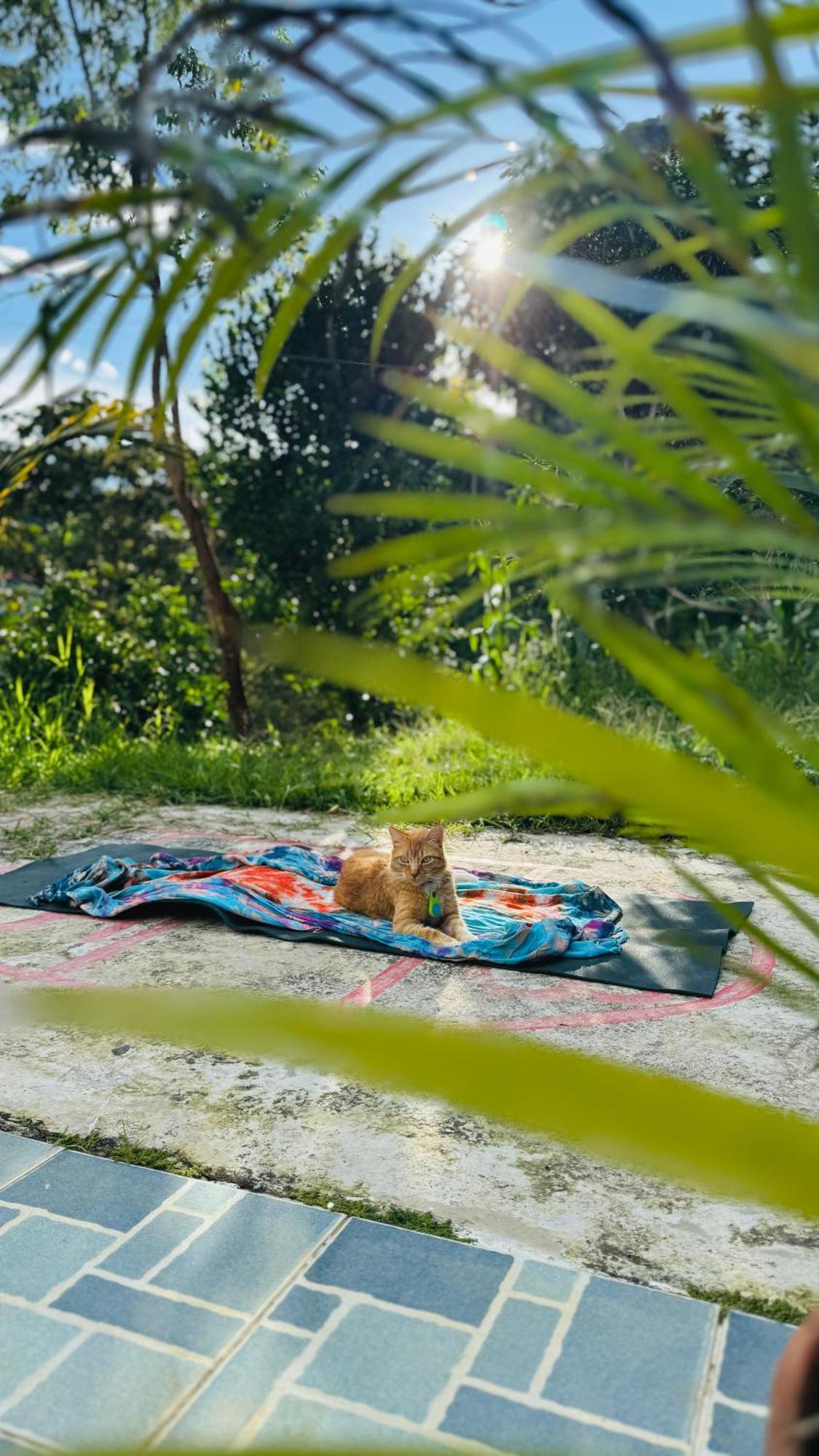 Ayahuasca Casa Artistica Hotel Jardin Exterior photo